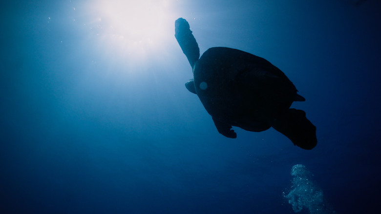 Return: Saving Turtles screenshot 1