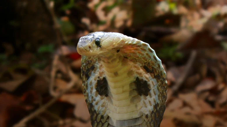 Secrets of the King Cobra screenshot 4