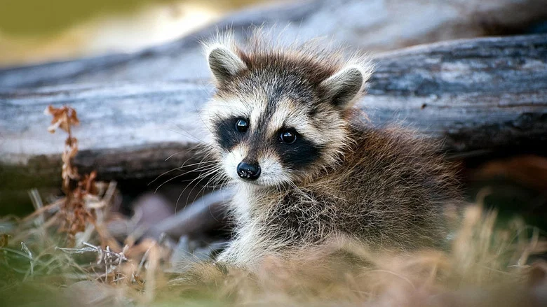 The Raccoon; The King of Survivalism screenshot 1