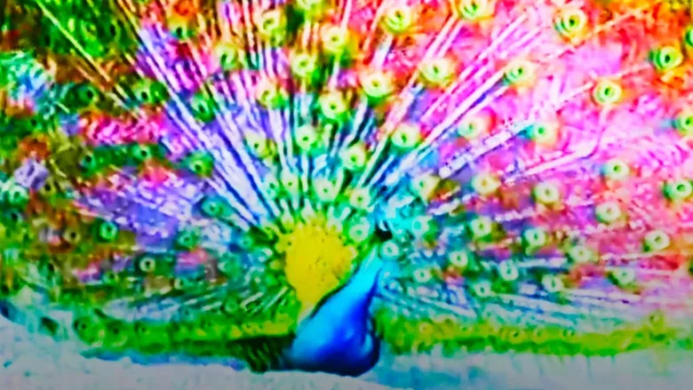 Afraid of Peacock screenshot 1