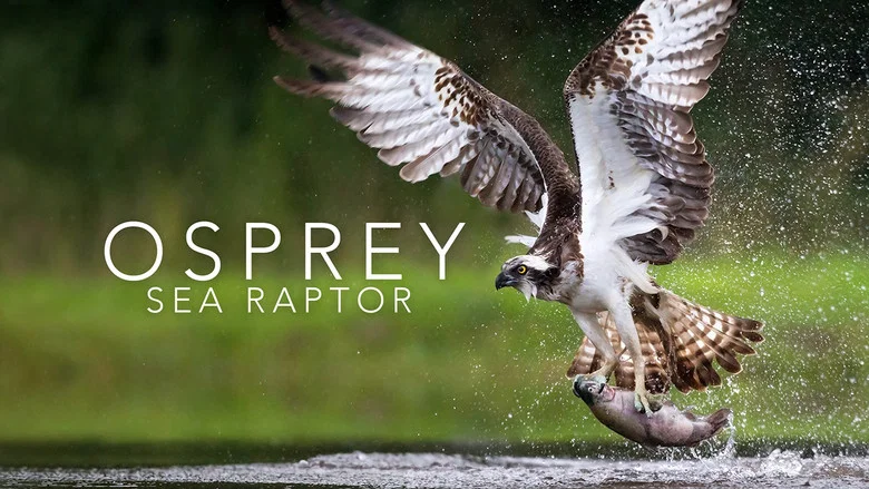 Osprey: Sea Raptor screenshot 2