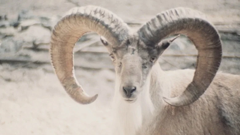 Paradies der Tiere screenshot 1
