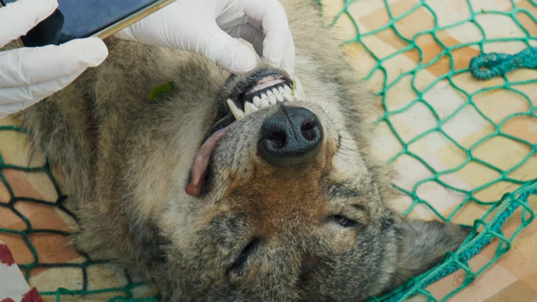 In Wolf Country screenshot 3