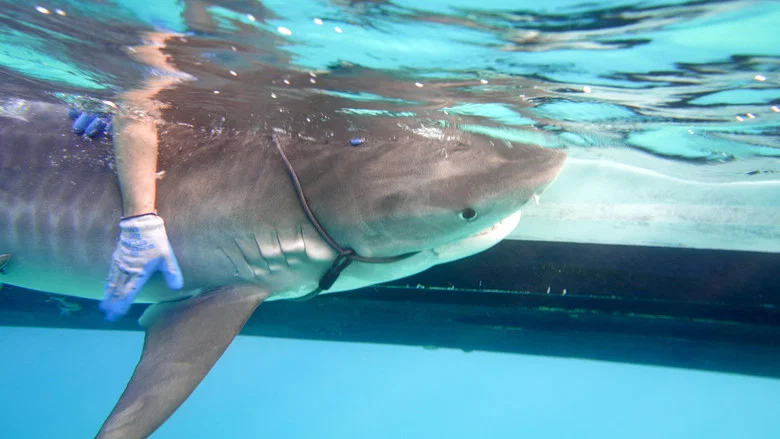 Sharks of the Bermuda Triangle screenshot 6