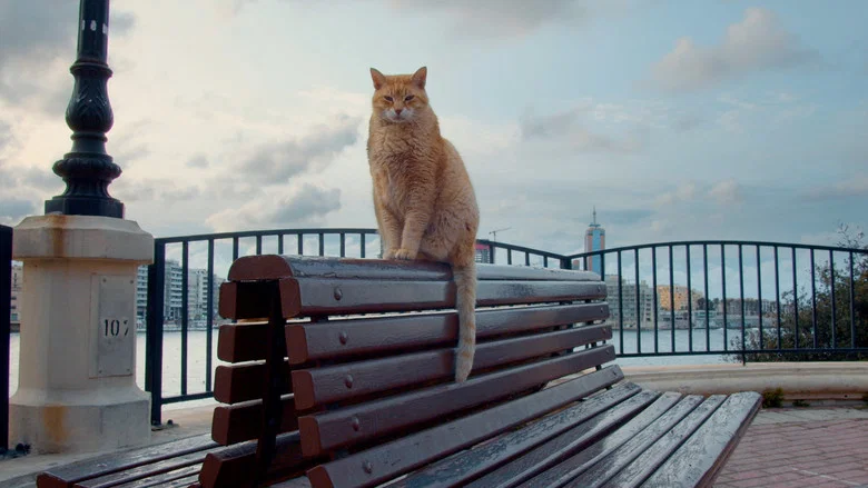 Cats of Malta screenshot 1