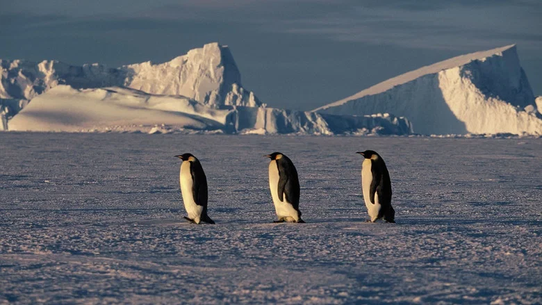 March of the Penguins screenshot 5