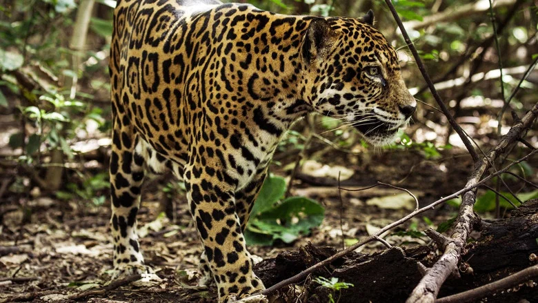 Jaguar Beach‎ screenshot 1