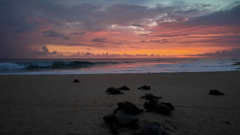 Return: Saving Turtles screenshot 2