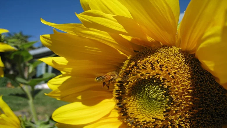 Queen of the Sun: What Are the Bees Telling Us? screenshot 2