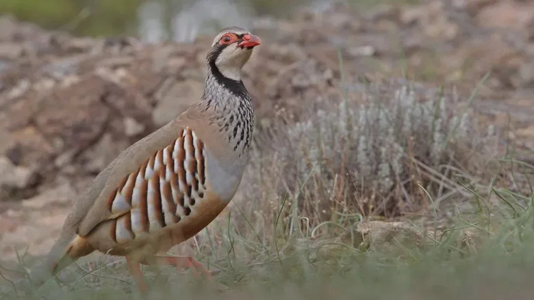 Prédateurs et proies - La faune de la péninsule Ibérique screenshot 1