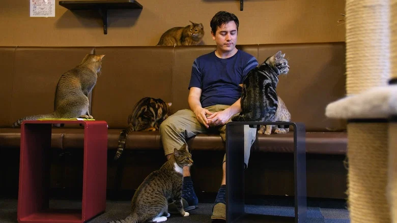 Cat Nation screenshot 2