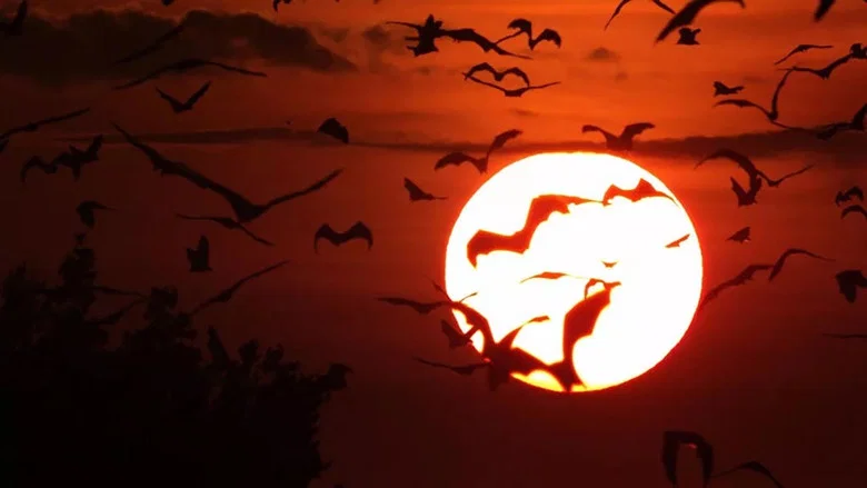 Incredible Bats screenshot 1