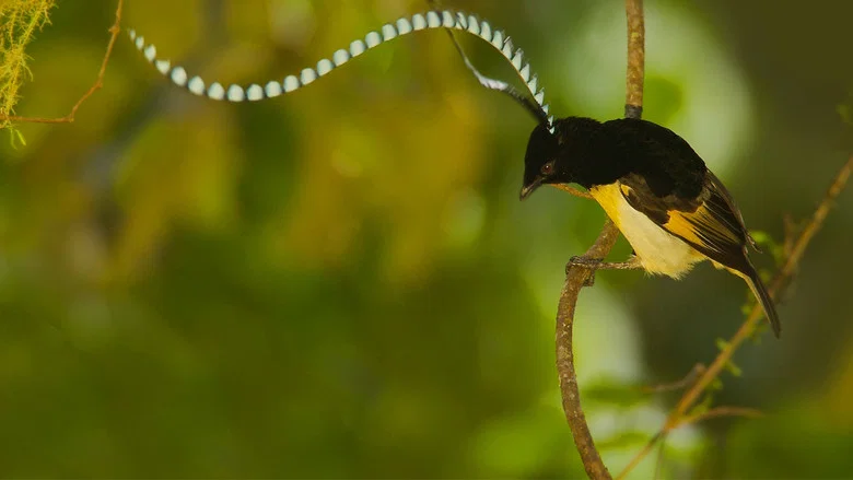 Winged Seduction: Birds of Paradise screenshot 2