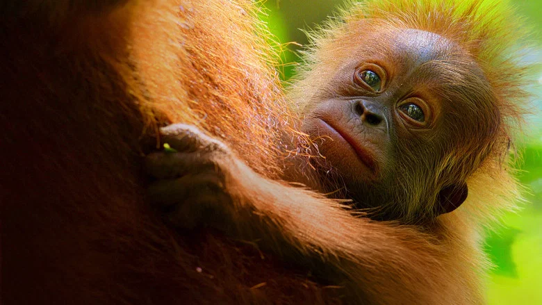 Secret Lives of Orangutans screenshot 1