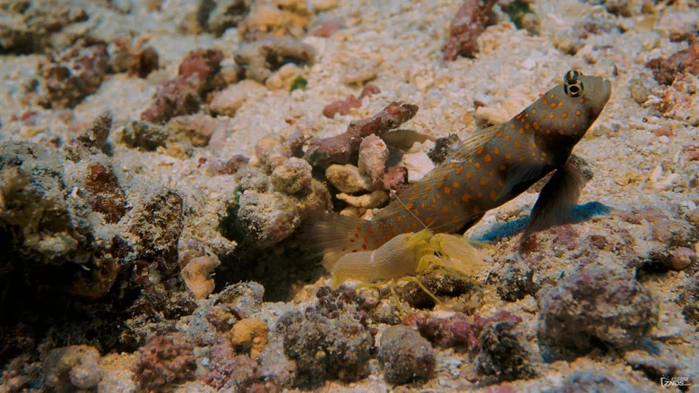 Coral Reef Adventure screenshot 2