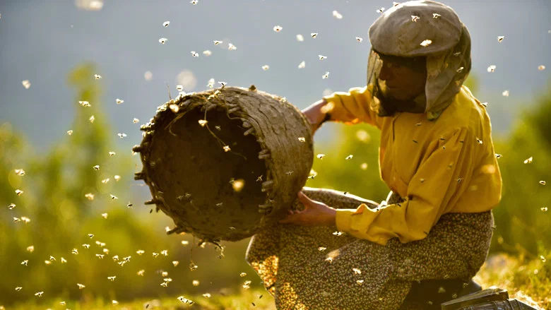 Honeyland screenshot 2