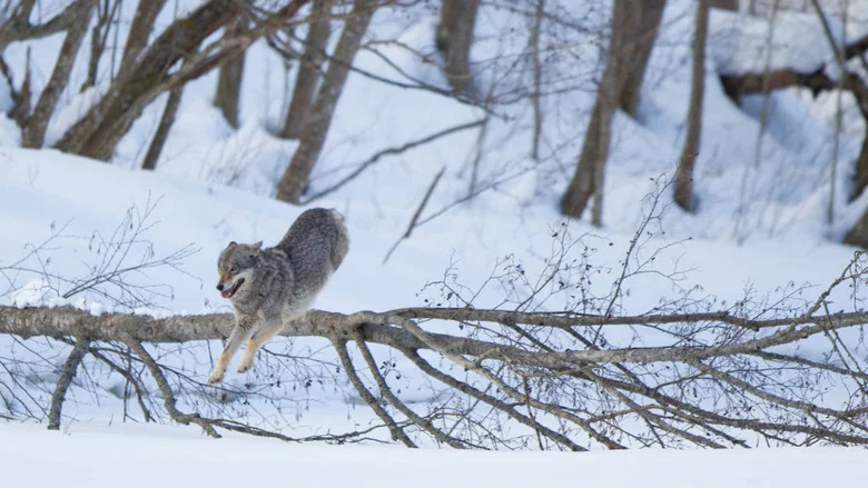 Wolf: Wanderer Without Borders screenshot 6