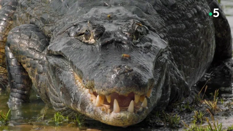 The Pantanal's Rebel Lake screenshot 2