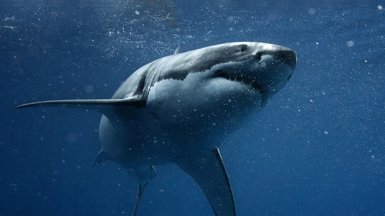 Shark vs. Tuna screenshot 2