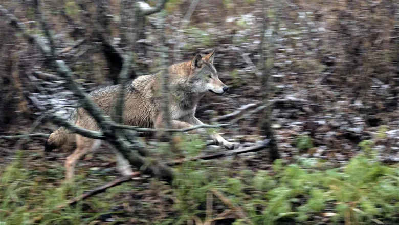 Wolf: Wanderer Without Borders screenshot 8