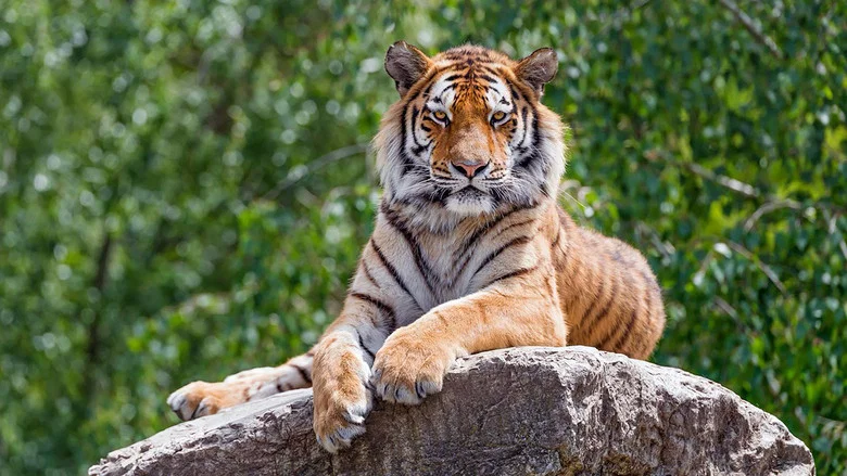 Siberian Tiger, The Secret Kingdom screenshot 2