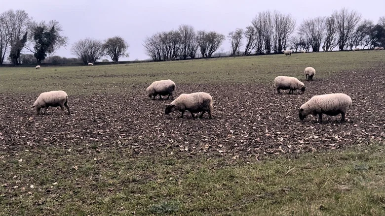A Field of Sheep screenshot 1