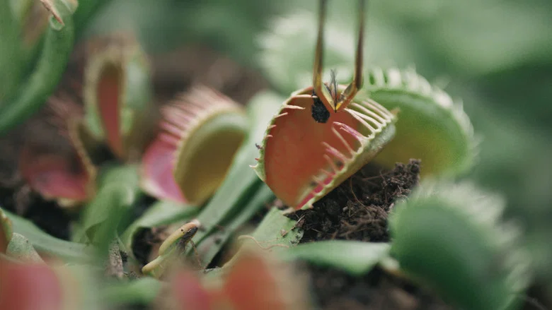 Garden Plot screenshot 2