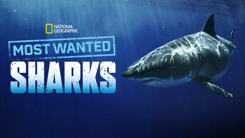 Most Wanted Sharks screenshot 6