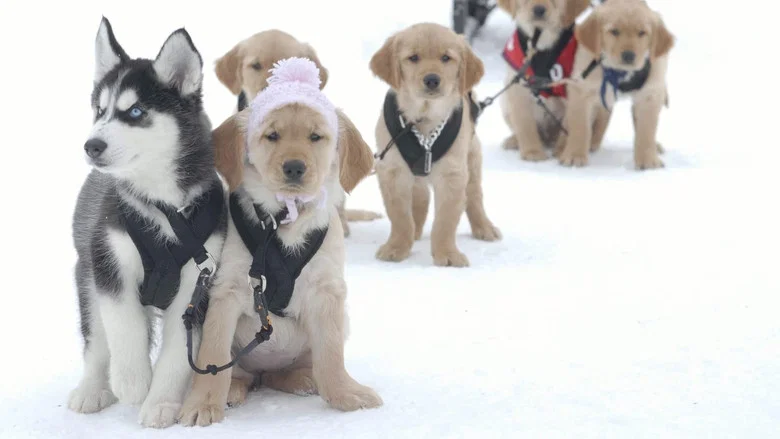 Snow Buddies screenshot 2