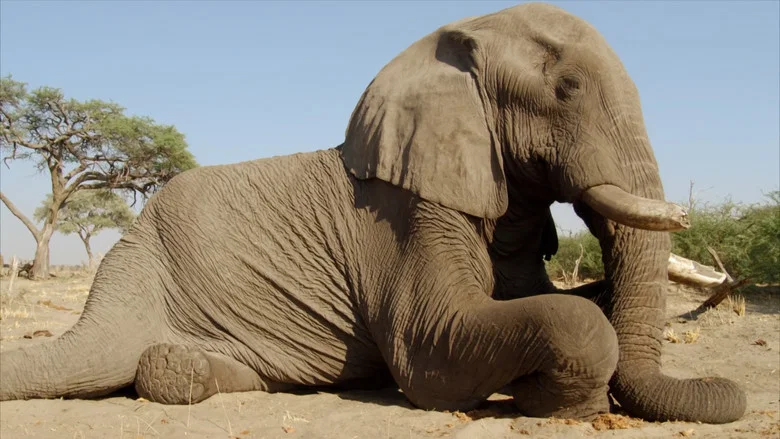 Africa's Giant Killers screenshot 3