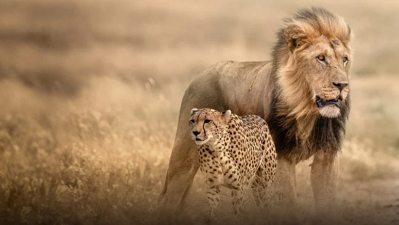 Cat Wars: Lion vs. Cheetah screenshot 2