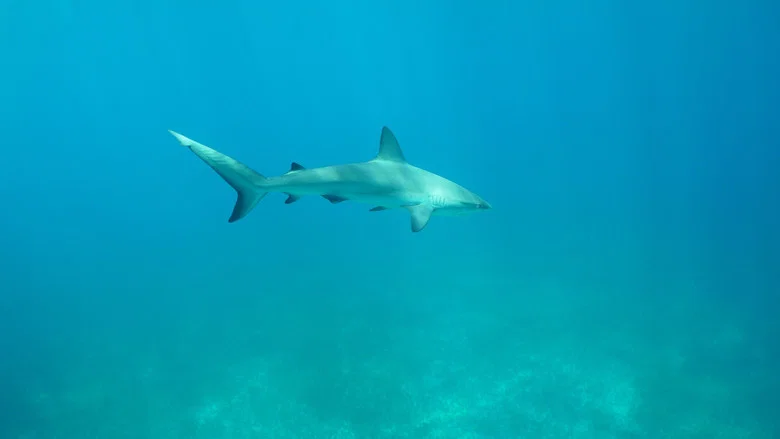Sharks of the Bermuda Triangle screenshot 3