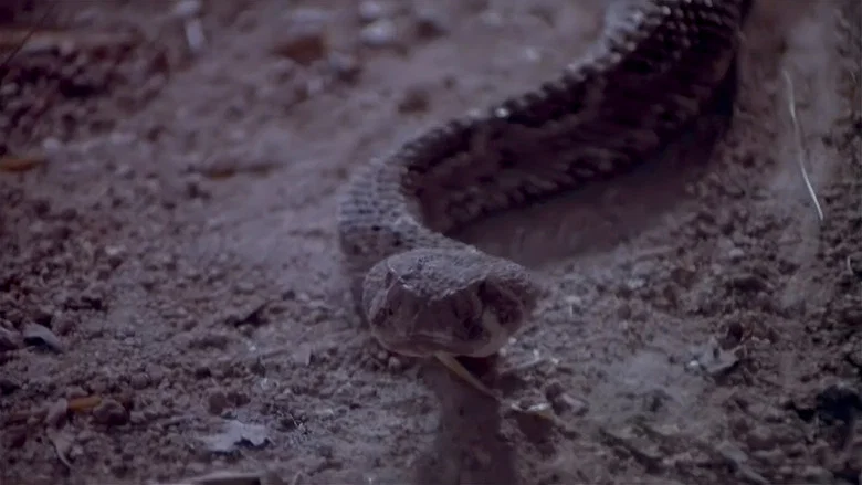 Rattlers screenshot 1