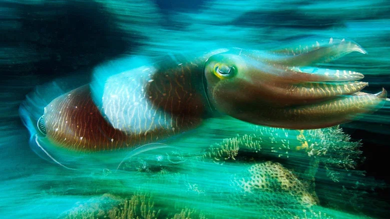 Cuttlefish: Kings of Camouflage screenshot 1