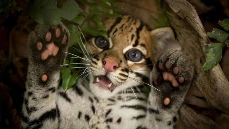 Wildcat screenshot 8