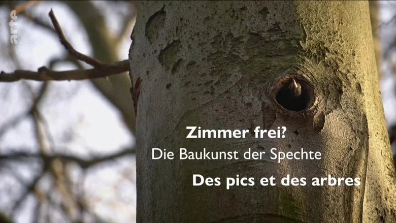 Knock knock – a Woodpeckers world screenshot 2