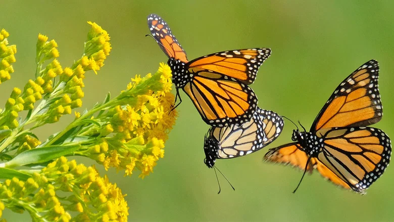 Beauty on the Wing: Life Story of the Monarch Butterfly screenshot 1
