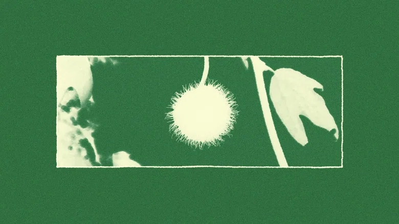 The Sycamore screenshot 2