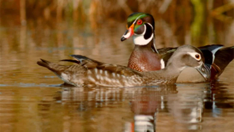 PBS Nature - An Original DUCKumentary screenshot 1