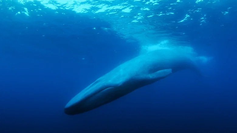 The Loneliest Whale: The Search for 52 screenshot 1