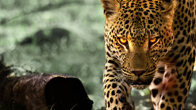 Living with Leopards screenshot 2