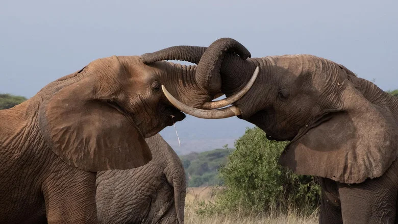 Tusker: Brotherhood of Elephants screenshot 1