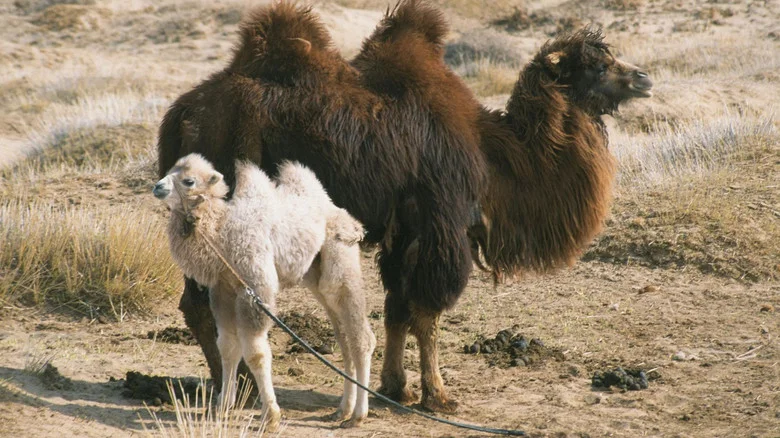The Story of the Weeping Camel screenshot 2