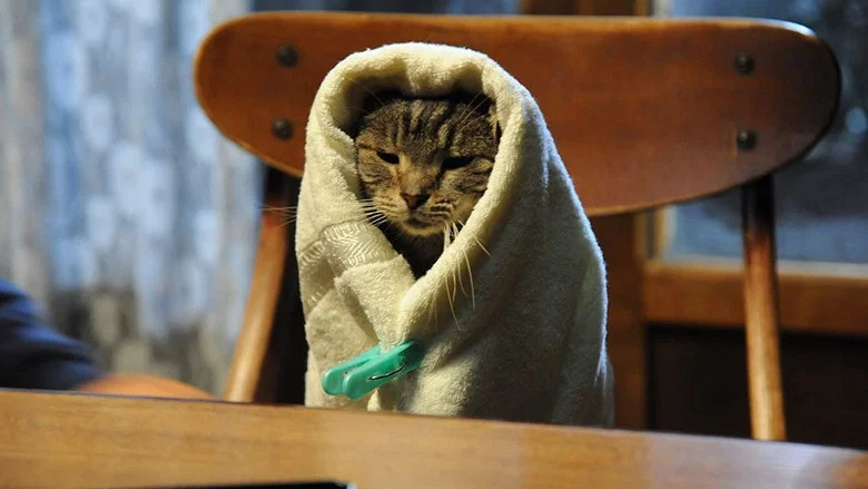 If Cats Disappeared from the World screenshot 3