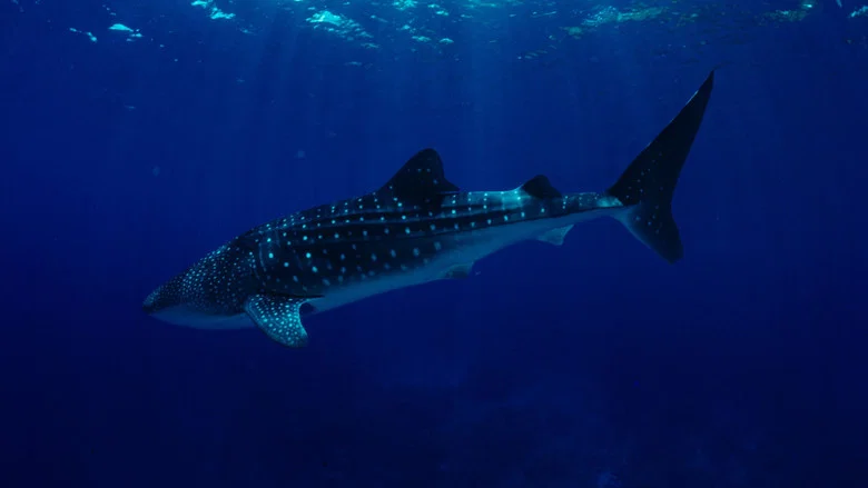 Oceans screenshot 6