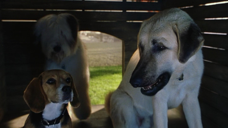 Cats & Dogs screenshot 6