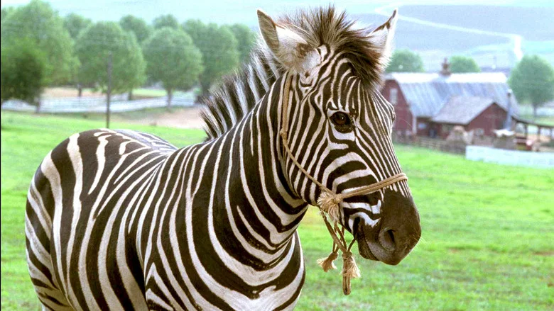 Racing Stripes screenshot 4