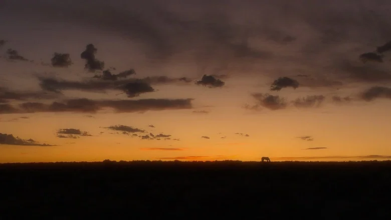 American Mustang screenshot 4