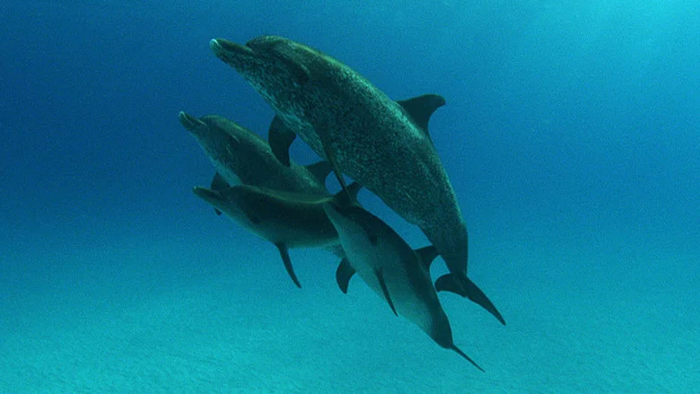 The Cove screenshot 7