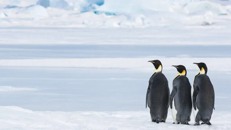Antarctica, in the footsteps of the Emperor screenshot 4
